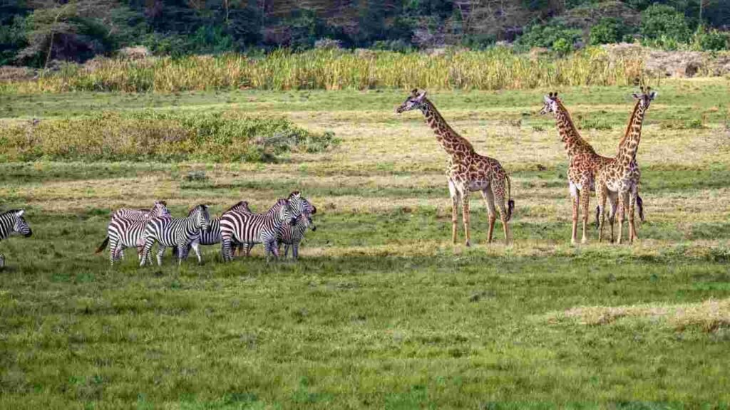 Important Information for Serengeti National Park