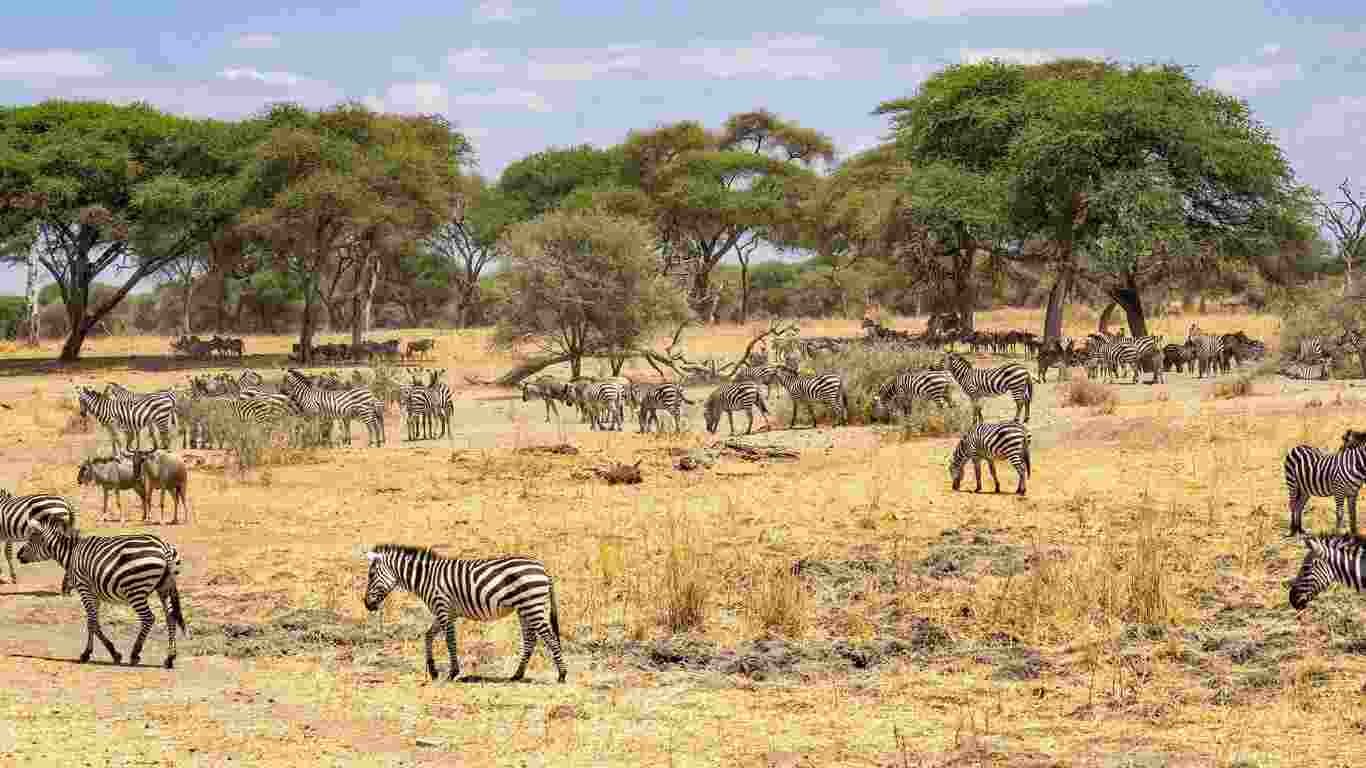 Important Information for Serengeti National Park