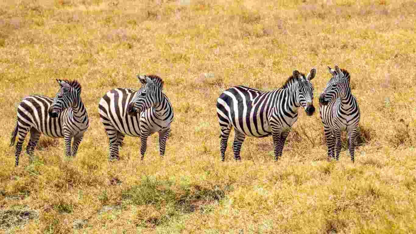 Important Information for Serengeti National Park