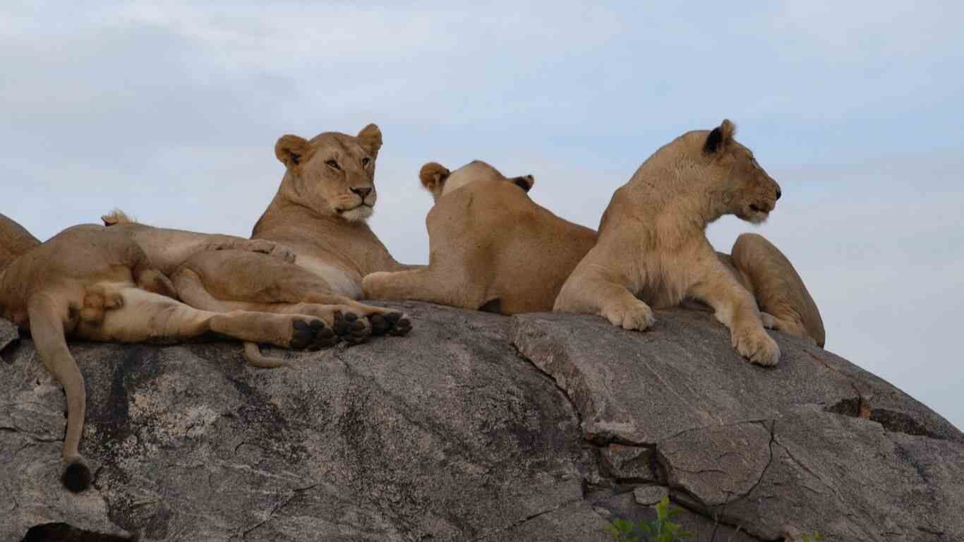 Important Information for Serengeti National Park