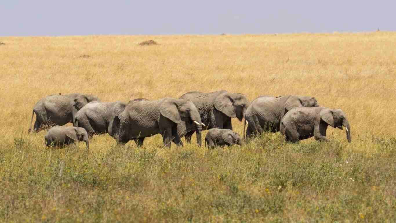 Important Information for Serengeti National Park