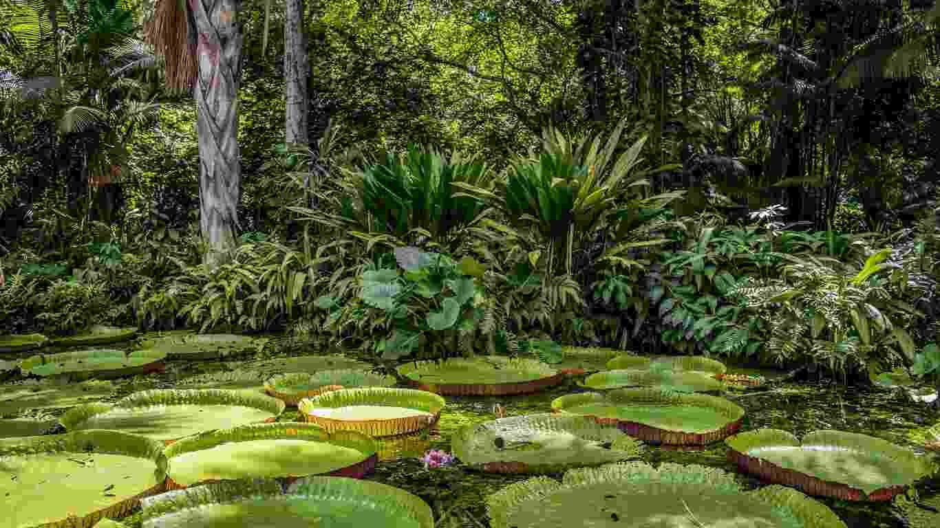 The Hidden Secrets of the Amazon Rainforest