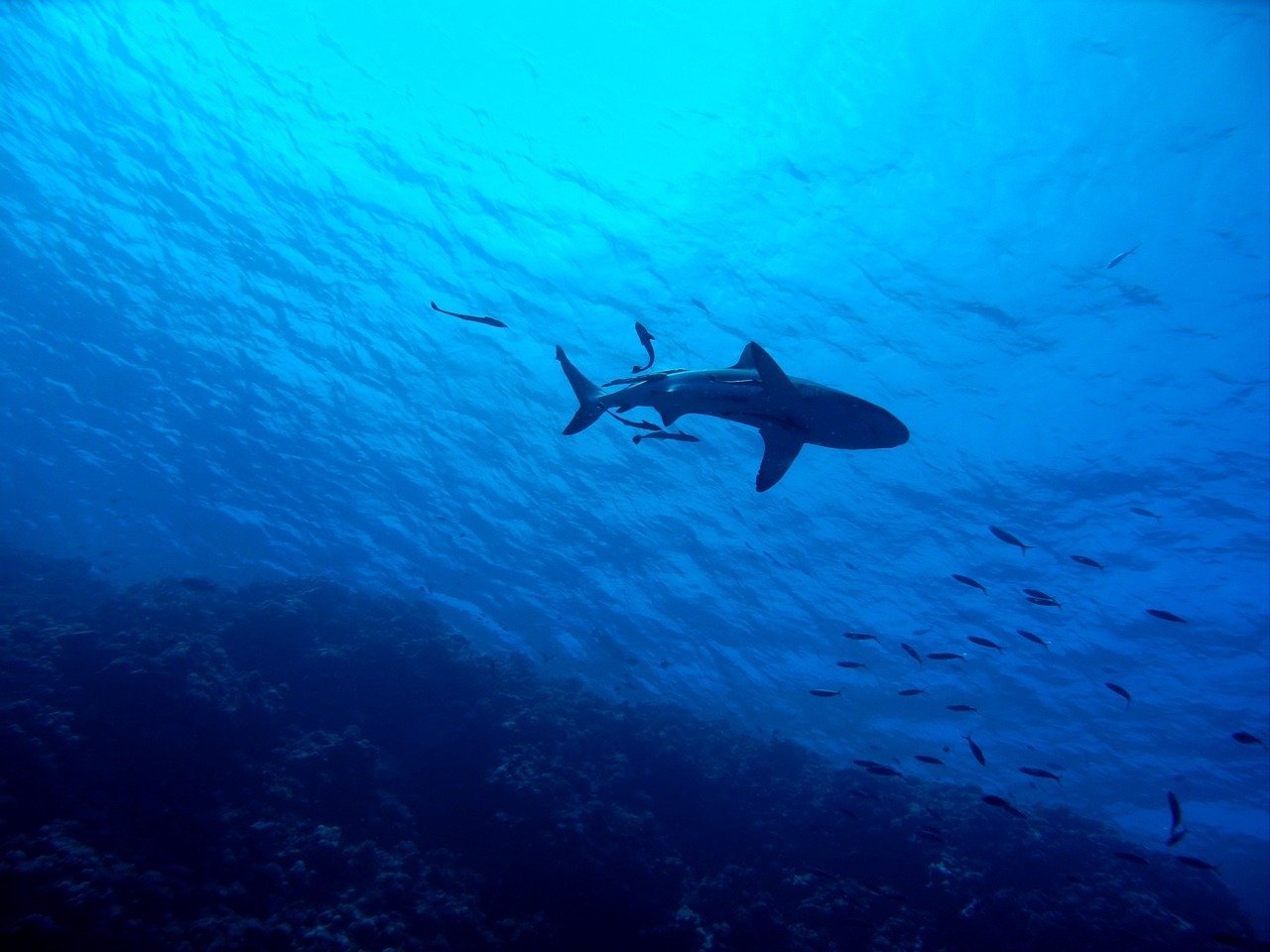 The Great Barrier Reef-The Most Amazing Place in the World