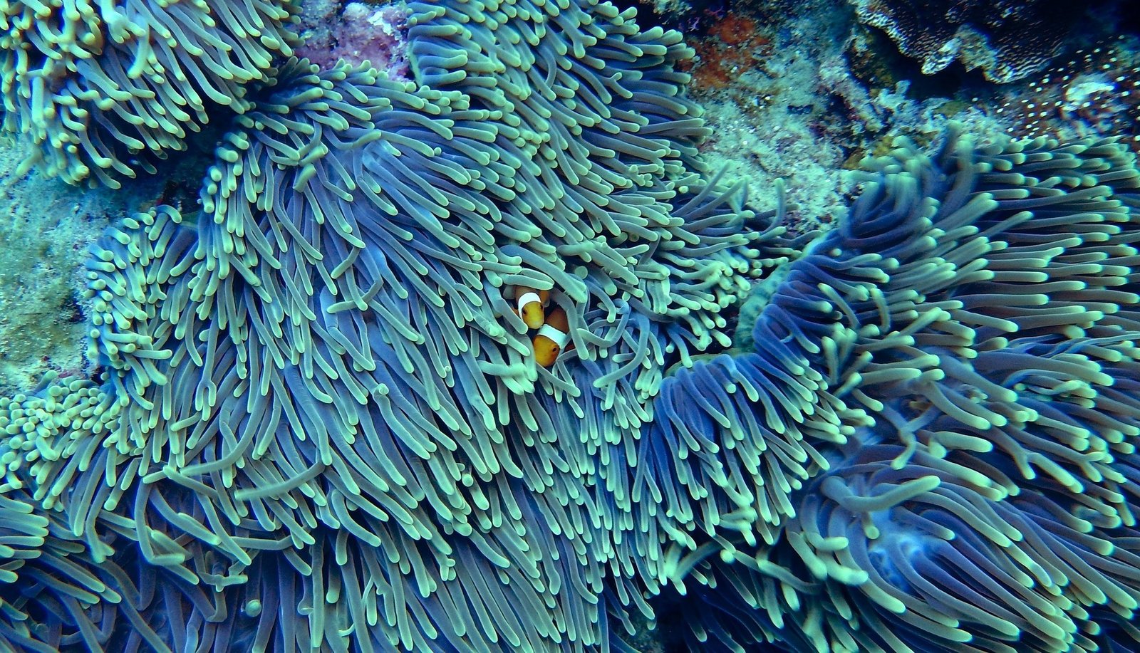 The Great Barrier Reef-The Most Amazing Place in The World