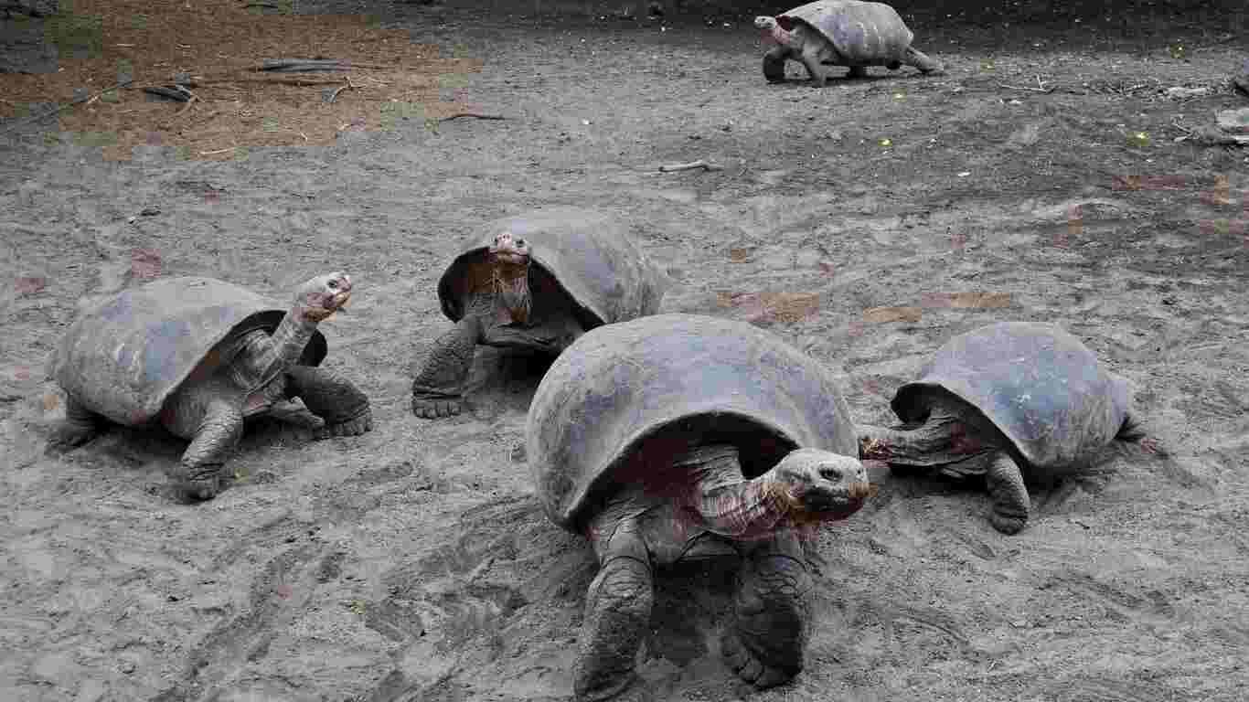 The Island Galápagos