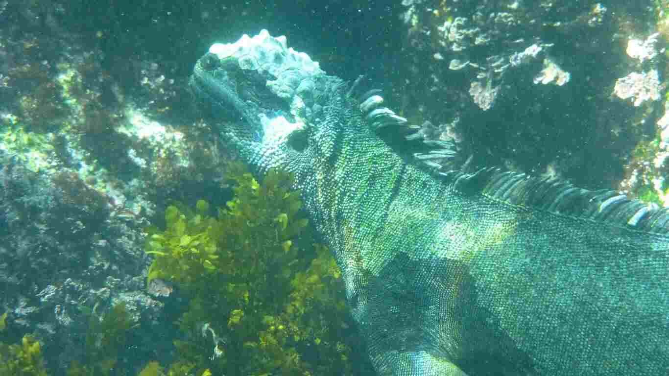 The Island Galápagos