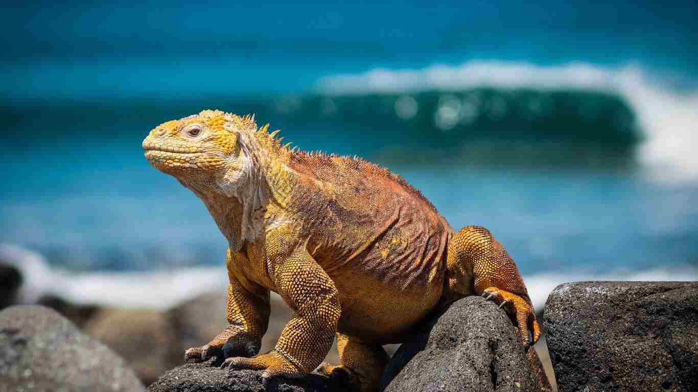 The Island Galápagos